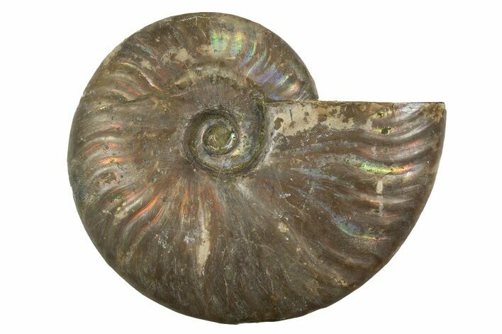 Silver Iridescent Ammonite (Cleoniceras) Fossil - Madagascar #323466